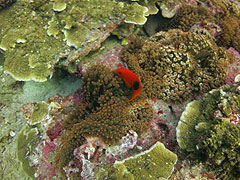 ほうぼう屋シミラン店／ナイトロックス