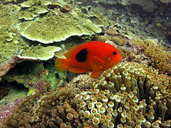 ほうぼう屋シミラン店／ナイトロックス