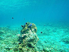 写真／スリン諸島／シースター 2泊3日シュノーケリング（シュノーケリング #8